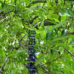 自拍偷窥视频 专名号