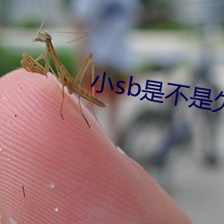 小sb是不是欠c了