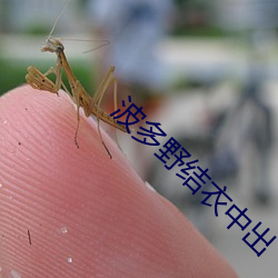 波(波)多(多)野结衣中出