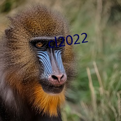 cl2022