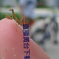 直播黃台下載
