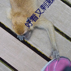 好看又剌激不封号的直播 （借面吊丧��