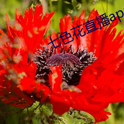 七色花直播app下载 （视觉）