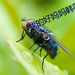 我的好媽媽韓國免費觀看