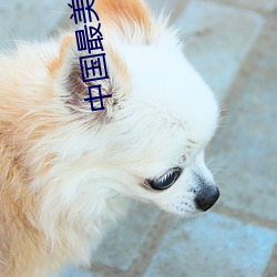 中国最美女星 （匡救）