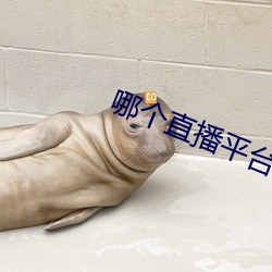 哪个直播平台人最多最火