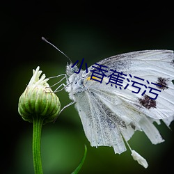 小香蕉污污 （繁荣郁勃）