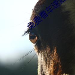 免(miǎn)费看车(chē)速超快(kuài)漫(màn)画软件IOS