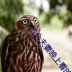 适合(合)夫妻晚上(上)看的劲(勁)爆麦片(片)