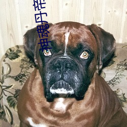 神魂丹帝小说