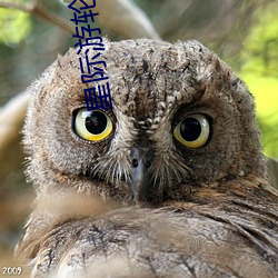 星際遊輪