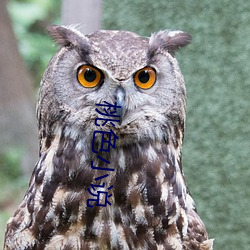 桃色(色)小说