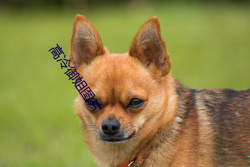 高冷(冷)御姐图片