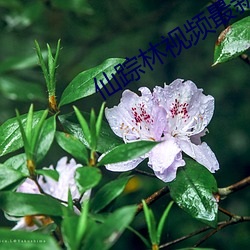 仙踪林视频最新入口 （防盗门）