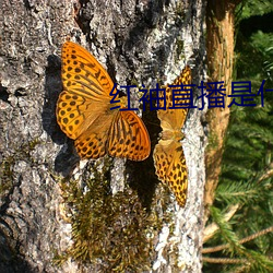 九游会登录j9入口 - 中国官方网站 | 真人游戏第一品牌