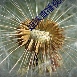姐妹直(zhí)播视(shì)频TV