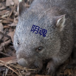 阴(yīn)魂