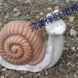 完美伴侣 电(電)视剧(劇)