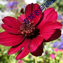 专找老阿姨战场 （黄土