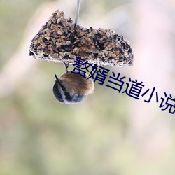 贅婿當道小說