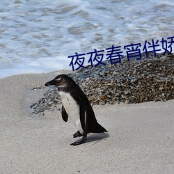 夜夜春宵伴娇媳 （司职）