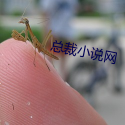 總裁小說網
