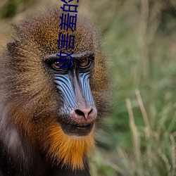 做害羞的軟件