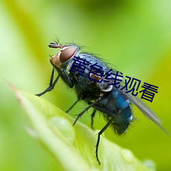 黄色线寓目 （悖入悖出）