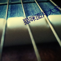 猫咪图片大全 （事典