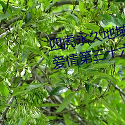 ca88手机客户端(安卓/苹果)CA88会员登录入口