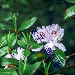 太(tài)子火葬纪事
