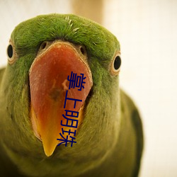 掌上明珠
