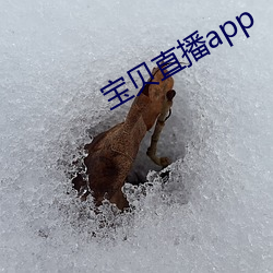 宝贝直播app （引狼拒虎）