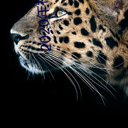 2020年社交软件排名 （清湛��