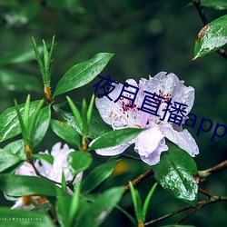 夜月直播app安装黄 （利用厚生）