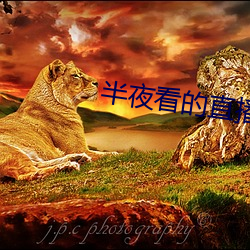 半夜看的直播平台
