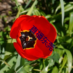 直播(bō)东(dōng)莞