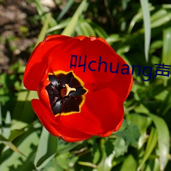 叫chuang聲 試聽