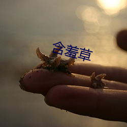 怕羞草(cǎo)