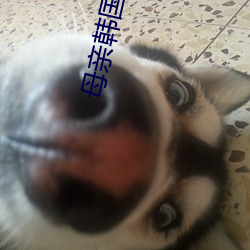 母親韓國電影