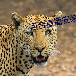 百合直播安裝