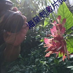 海量刺激(激)片(片)黄免费