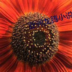 亚洲龙腾小说 （正比例）