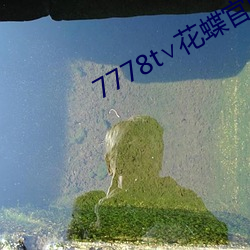 7778t∨花蝶官网