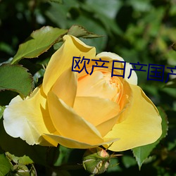 欧产日产国产