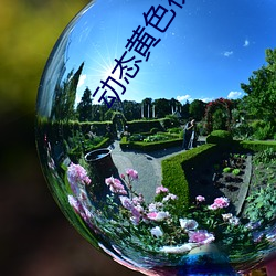 动态黄色视(shì)频