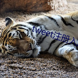 tweet注册入口