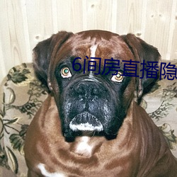 6间(間)房直播(播)隐藏房(房)间(間)