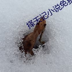 擇天記小說免費閱讀