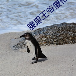 腹黑王爷(爺)傻(傻)相公